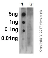 Dot Blot - Anti-PKR (phospho T451) antibody [EPR2152Y] (AB81303)
