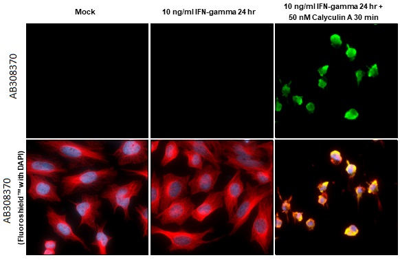 Immunocytochemistry/ Immunofluorescence - Anti-PKR phospho Thr446 antibody [HL1439] (AB308370), expandable thumbnail