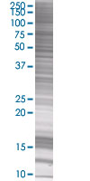 PL6 overexpression 293T lysate (whole cell)