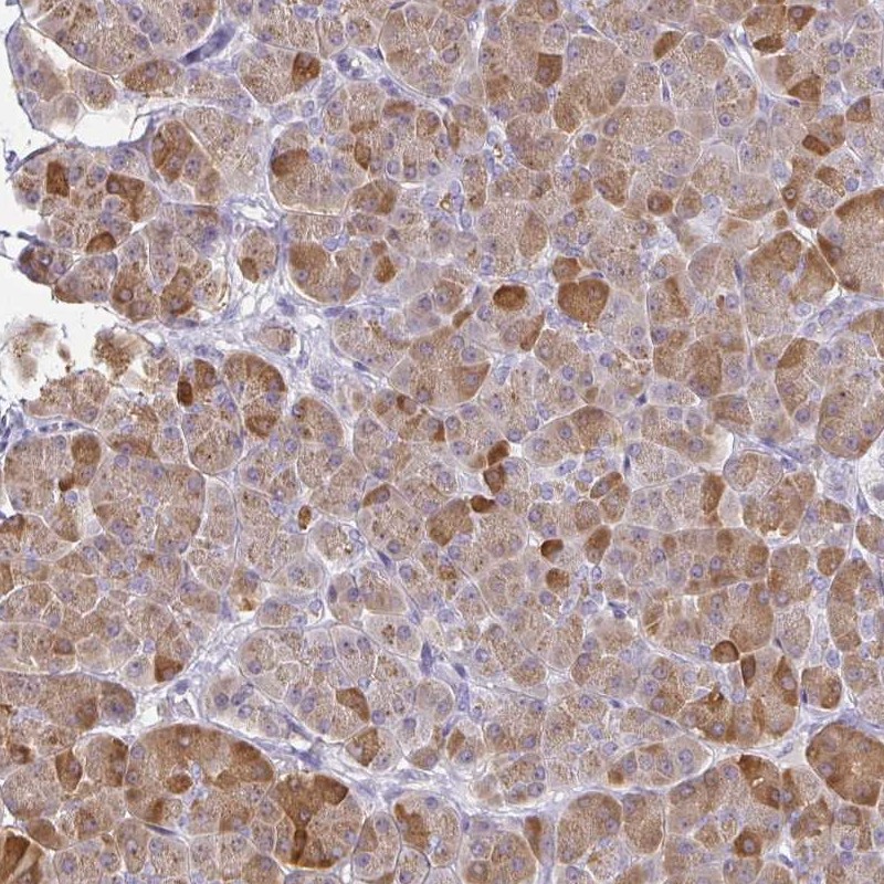 Immunohistochemistry (Formalin/PFA-fixed paraffin-embedded sections) - Anti-PLA2G1B antibody (AB262882)