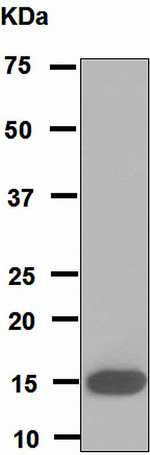 Western blot - Anti-PLA2G1B antibody [EPR5186] - BSA and Azide free (AB247933), expandable thumbnail