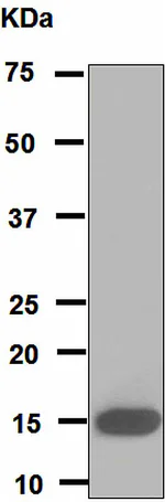 Western blot - Anti-PLA2G1B antibody [EPR5186] - BSA and Azide free (AB247933)