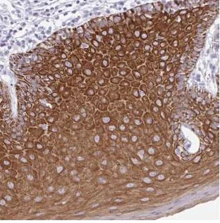 Immunohistochemistry (Formalin/PFA-fixed paraffin-embedded sections) - Anti-PLA2G4E antibody (AB188438)