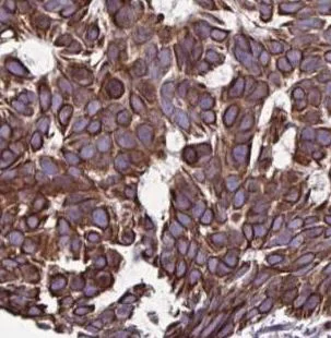 Immunohistochemistry (Formalin/PFA-fixed paraffin-embedded sections) - Anti-PLA2G4E antibody (AB188438)