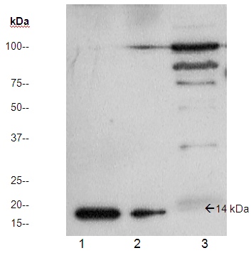 Western blot - Anti-PLA2G5 antibody (AB23709)