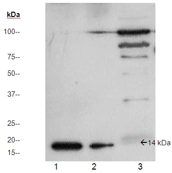 Western blot - Anti-PLA2G5 antibody (AB23709)