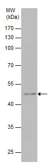 Western blot - Anti-PLA2G7 antibody (AB226780)