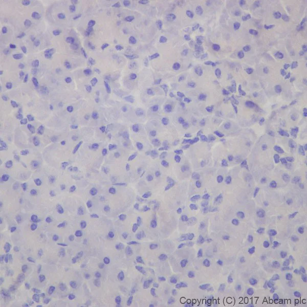 Immunohistochemistry (Formalin/PFA-fixed paraffin-embedded sections) - Anti-PLA2R antibody [EPR20483] (AB211573)