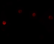 Immunocytochemistry - Anti-PLAC1 antibody (AB105395)