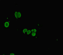 Immunocytochemistry/ Immunofluorescence - Anti-PLAC8 antibody (AB234788), expandable thumbnail