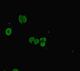 Immunocytochemistry/ Immunofluorescence - Anti-PLAC8 antibody (AB234788)