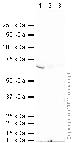 Western blot - Anti-Placental alkaline phosphatase (PLAP) antibody [8B6] (AB33), expandable thumbnail
