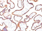 Immunohistochemistry (Formalin/PFA-fixed paraffin-embedded sections) - Anti-Placental alkaline phosphatase (PLAP) antibody [ALPP/870] - BSA and Azide free (AB212383)