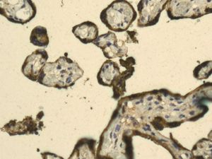 Immunohistochemistry (Formalin/PFA-fixed paraffin-embedded sections) - Anti-Placental lactogen antibody [EPR8265] - BSA and Azide free (AB248818)