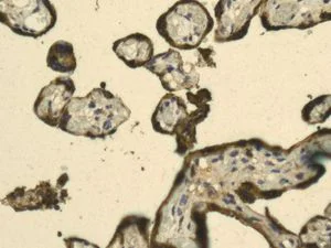 Immunohistochemistry (Formalin/PFA-fixed paraffin-embedded sections) - Anti-Placental lactogen antibody [EPR8265] - BSA and Azide free (AB248818)