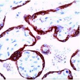 Immunohistochemistry (Formalin/PFA-fixed paraffin-embedded sections) - Anti-Placental lactogen antibody, prediluted (AB15555)