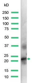 Western blot - Anti-Placental lactogen antibody, prediluted (AB15555)