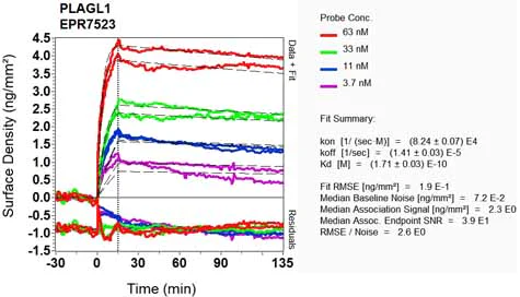 OI-RD Scanning - Anti-PLAGL1 / ZAC antibody [EPR7523] (AB129063)