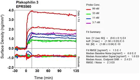 OI-RD Scanning - Anti-Plakophilin 3 antibody [EPR5560] - BSA and Azide free (AB247865)