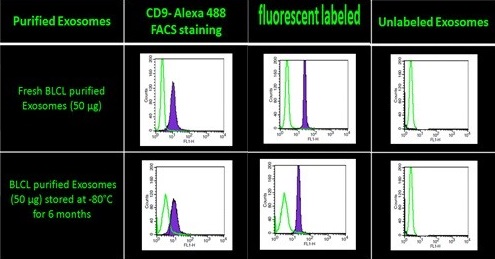 Flow Cytometry - Plasma Fluorescent Exosome Standard (AB288123), expandable thumbnail