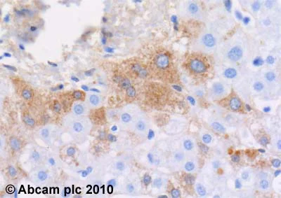 Immunohistochemistry (Formalin/PFA-fixed paraffin-embedded sections) - Anti-Plasma Kallikrein 1B antibody [13G11] (AB1006)