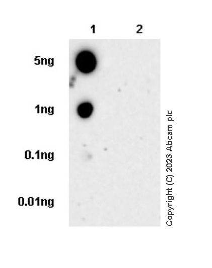Dot Blot - Anti-Plasma Kallikrein 1B antibody [EPR28280-31] - BSA and Azide free (AB313892), expandable thumbnail