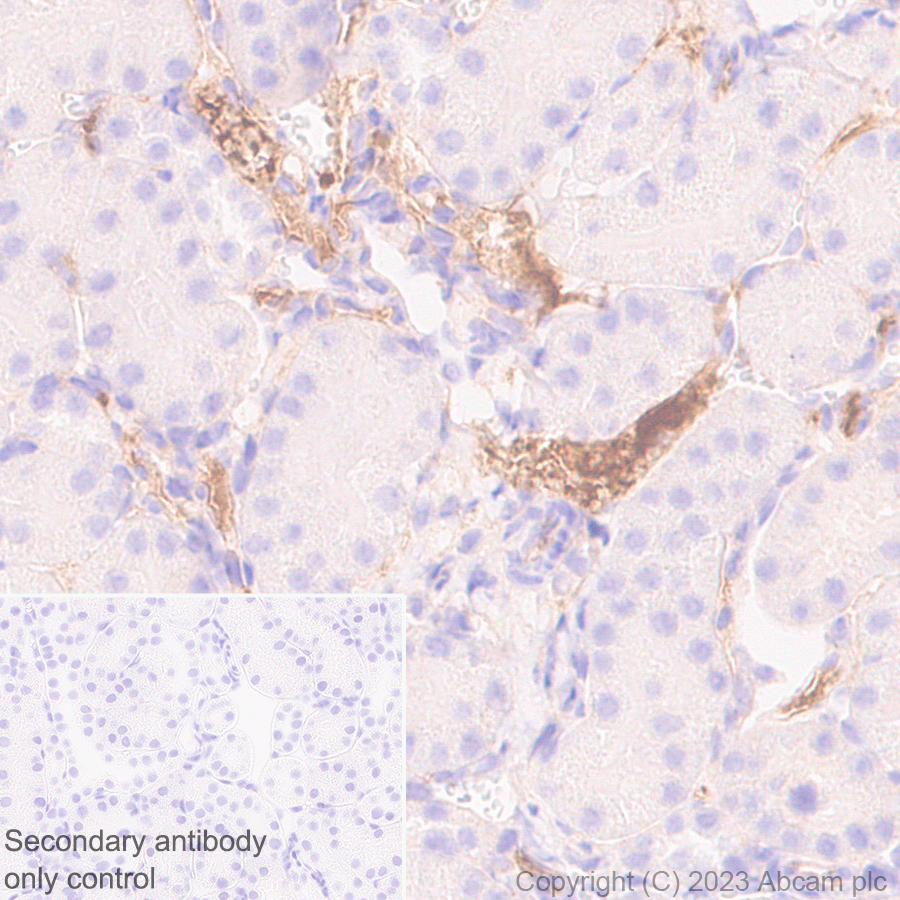 Immunohistochemistry (Formalin/PFA-fixed paraffin-embedded sections) - Anti-Plasma Kallikrein 1B antibody [EPR28280-31] - BSA and Azide free (ab313892), expandable thumbnail