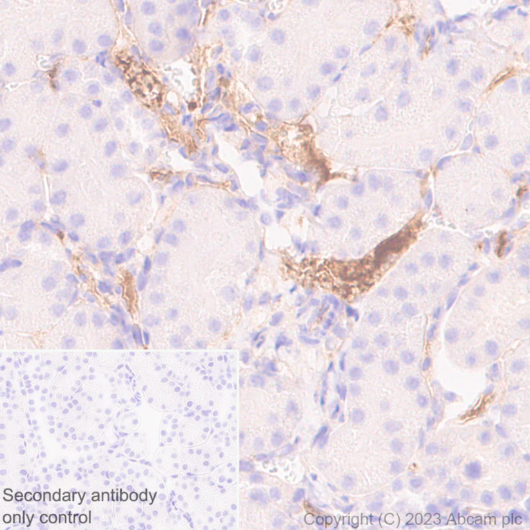 Immunohistochemistry (Formalin/PFA-fixed paraffin-embedded sections) - Anti-Plasma Kallikrein 1B antibody [EPR28280-31] - BSA and Azide free (AB313892)