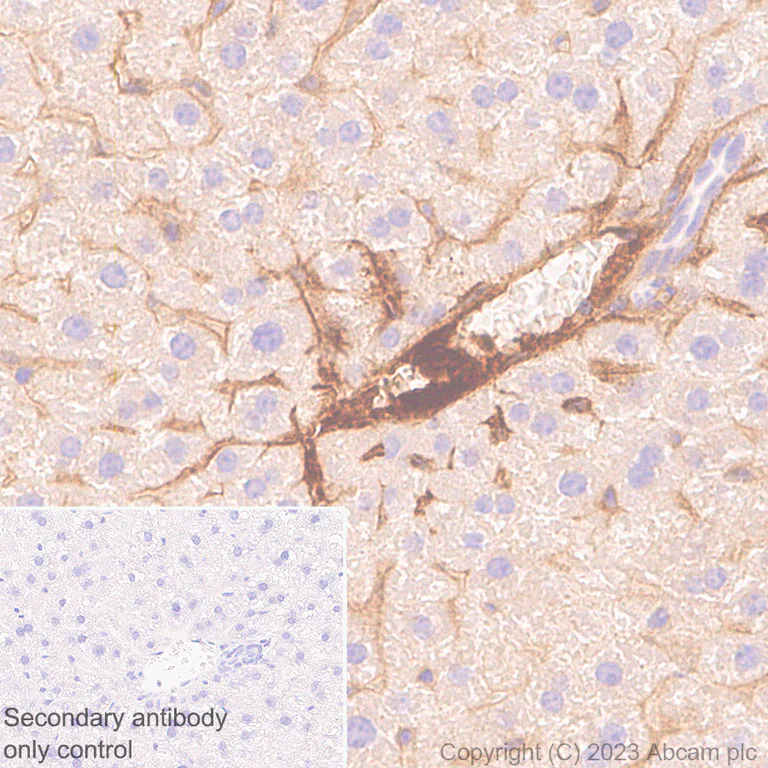 Immunohistochemistry (Formalin/PFA-fixed paraffin-embedded sections) - Anti-Plasma Kallikrein 1B antibody [EPR28280-31] - BSA and Azide free (AB313892)
