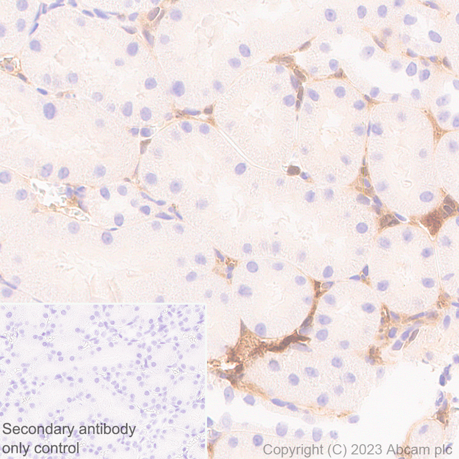 Immunohistochemistry (Formalin/PFA-fixed paraffin-embedded sections) - Anti-Plasma Kallikrein 1B antibody [EPR28280-31] - BSA and Azide free (ab313892), expandable thumbnail