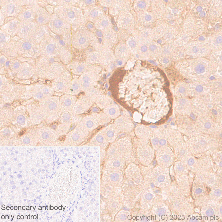 Immunohistochemistry (Formalin/PFA-fixed paraffin-embedded sections) - Anti-Plasma Kallikrein 1B antibody [EPR28280-31] - BSA and Azide free (ab313892), expandable thumbnail