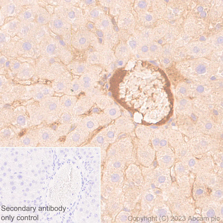 Immunohistochemistry (Formalin/PFA-fixed paraffin-embedded sections) - Anti-Plasma Kallikrein 1B antibody [EPR28280-31] - BSA and Azide free (AB313892)
