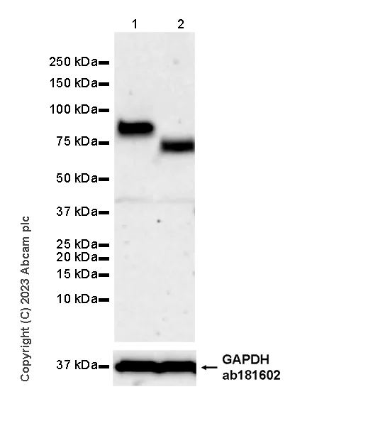 Western blot - Anti-Plasma Kallikrein 1B antibody [EPR28280-31] - BSA and Azide free (AB313892)