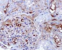 Immunohistochemistry (Formalin/PFA-fixed paraffin-embedded sections) - Anti-Plasma Kallikrein 1B antibody [EPR5707] - BSA and Azide free (AB188827)
