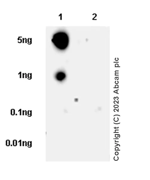 Dot Blot - Anti-Plasma Kallikrein 1B antibody [RM2034] (AB315396)