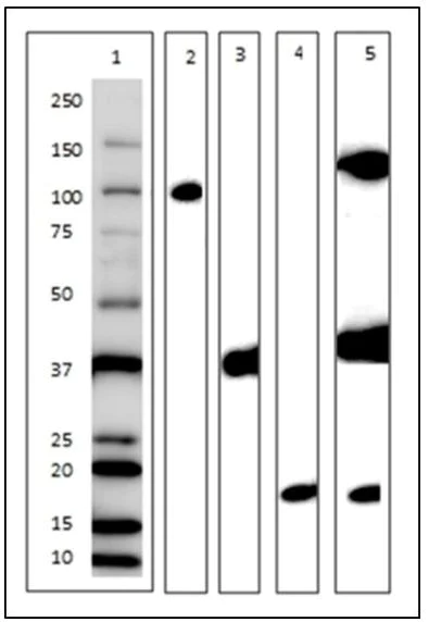 Western blot - Plasma Membrane Fraction Western Blot Cocktail (AB139413)