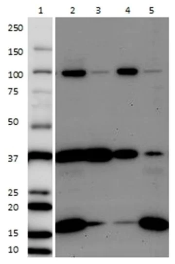Western blot - Plasma Membrane Fraction Western Blot Cocktail (AB139413)