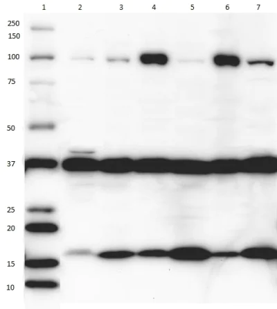 Western blot - Plasma Membrane Fraction Western Blot Cocktail (AB139413)