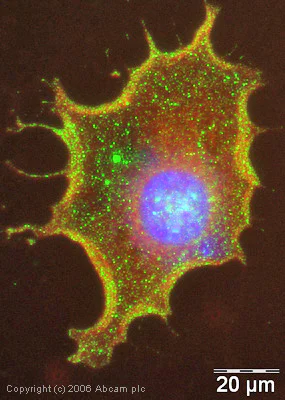 Immunocytochemistry/ Immunofluorescence - Plasma Membrane Marker (Na/K ATPase, pan Cadherin, PMCA1) Antibody Sampler Panel - Human, Mouse (AB254025)
