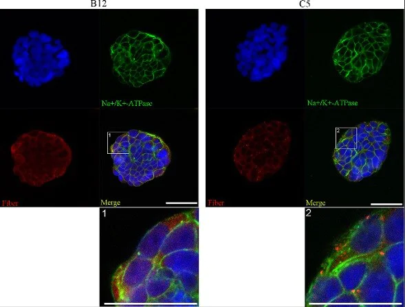 Immunocytochemistry/ Immunofluorescence - Plasma Membrane Marker (Na/K ATPase, pan Cadherin, PMCA1) Antibody Sampler Panel - Human, Mouse (AB254025)