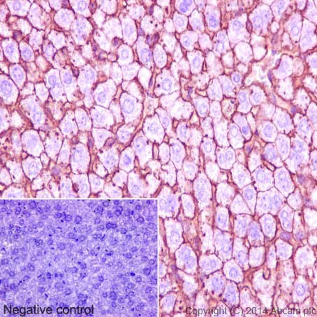 Immunohistochemistry (Formalin/PFA-fixed paraffin-embedded sections) - Plasma Membrane Marker (Na/K ATPase, pan Cadherin, PMCA1) Antibody Sampler Panel - Human, Mouse (AB254025)