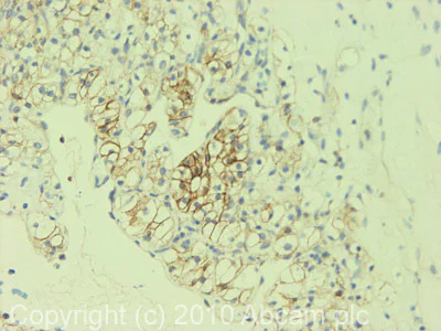 Immunohistochemistry (Formalin/PFA-fixed paraffin-embedded sections) - Plasma Membrane Marker (Na/K ATPase, pan Cadherin, PMCA1) Antibody Sampler Panel - Human, Mouse (AB254025)