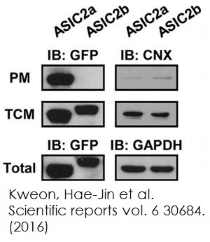 Functional Studies - Plasma Membrane Protein Extraction Kit (AB65400), expandable thumbnail