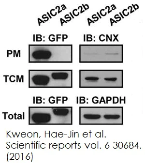 Functional Studies - Plasma Membrane Protein Extraction Kit (AB65400)