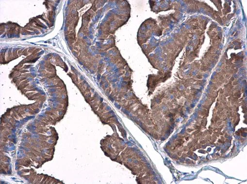 Immunohistochemistry (Formalin/PFA-fixed paraffin-embedded sections) - Anti-Plasminogen antibody (AB154560)