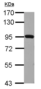 Western blot - Anti-Plasminogen antibody (AB154560)