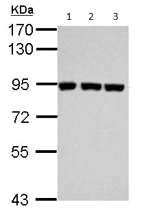 Western blot - Anti-Plasminogen antibody (AB154560), expandable thumbnail