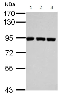 Western blot - Anti-Plasminogen antibody (AB154560)