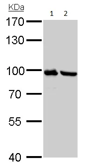 Western blot - Anti-Plasminogen antibody (AB154560)