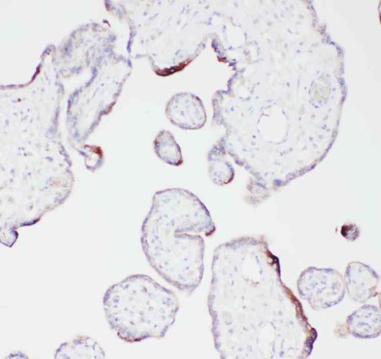 Immunohistochemistry (Formalin/PFA-fixed paraffin-embedded sections) - Anti-Plasminogen antibody (AB180046)